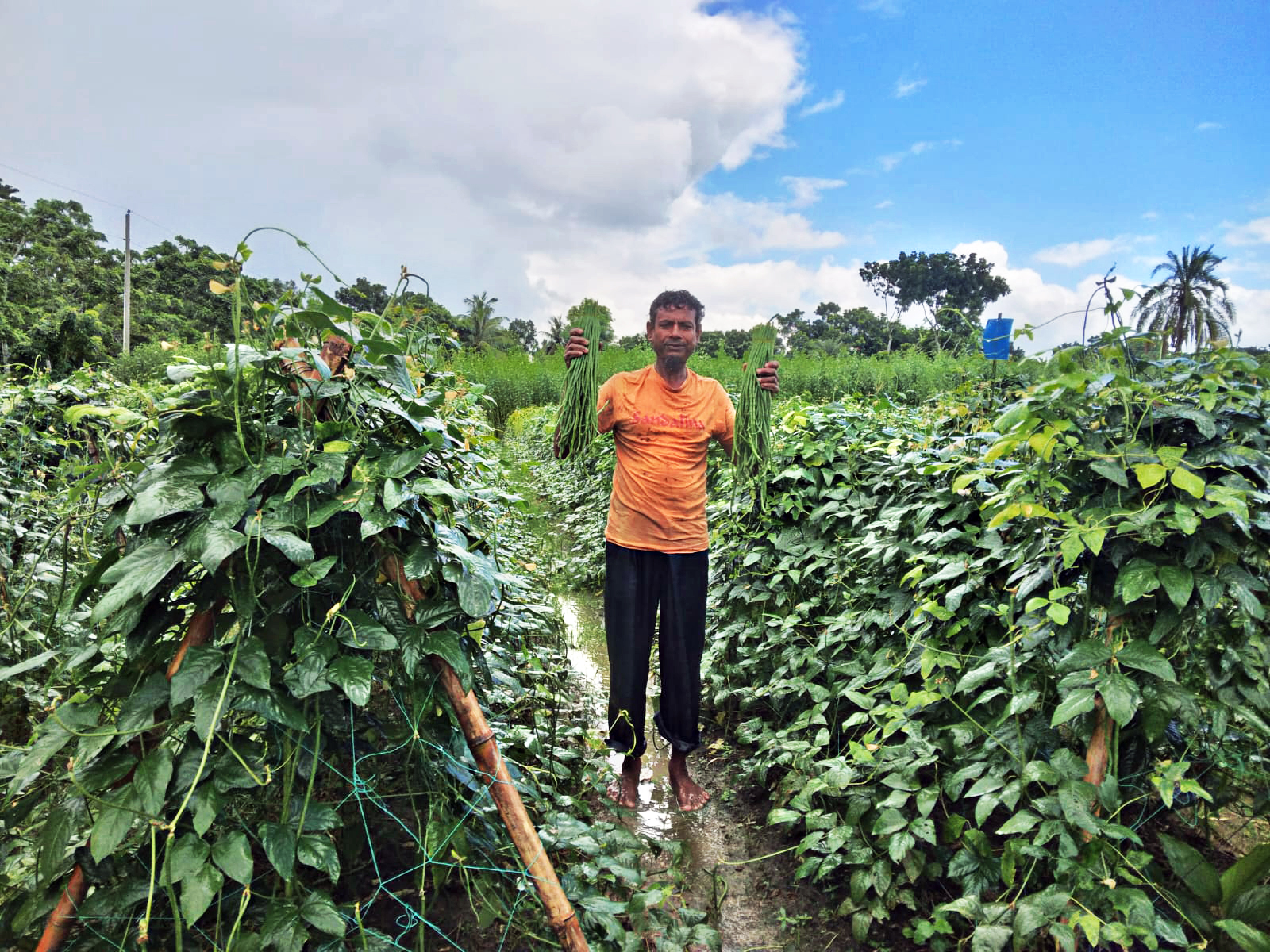 A farmer holds green vegetables in his farm.